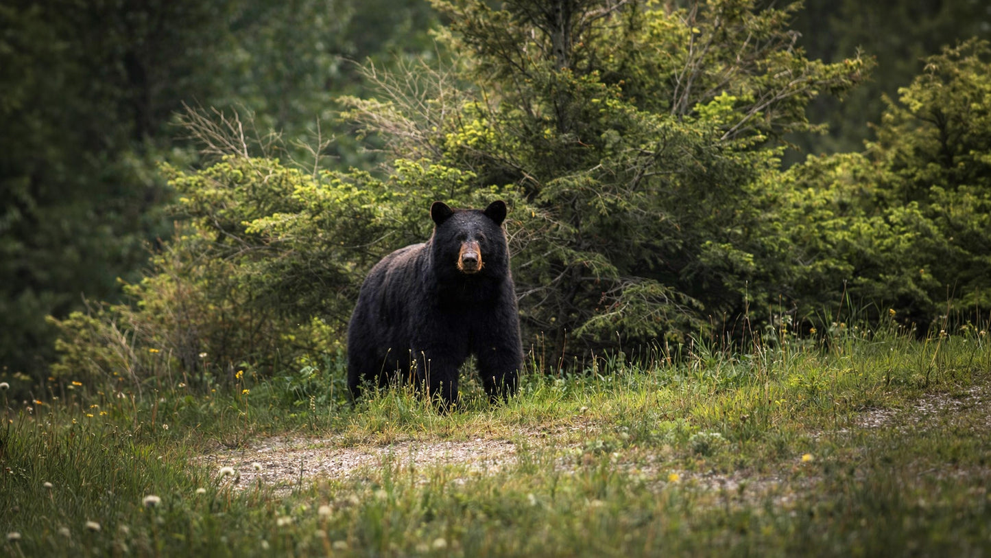 The Bears of Banff & Jasper – 4K Cinematic Desktop Wallpaper Collection (27 Images)