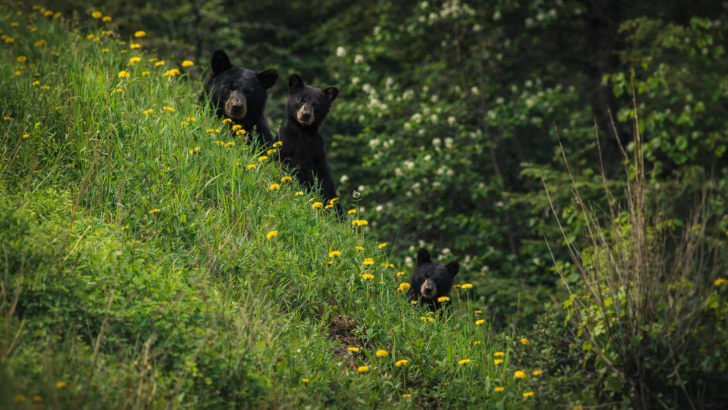 The Bears of Banff & Jasper – 4K Cinematic Desktop Wallpaper Collection (27 Images)