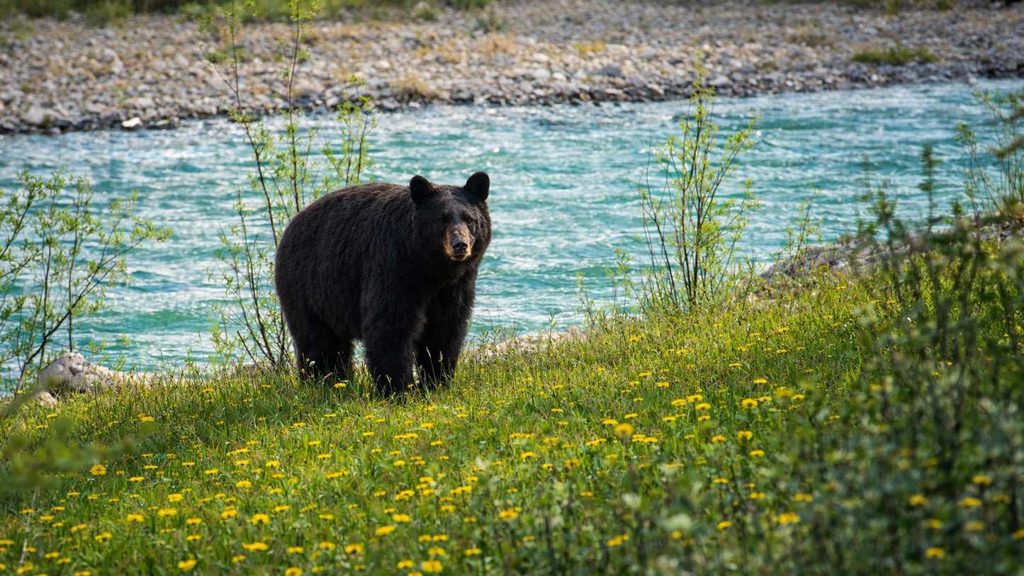 The Bears of Banff & Jasper – 4K Cinematic Desktop Wallpaper Collection (27 Images)