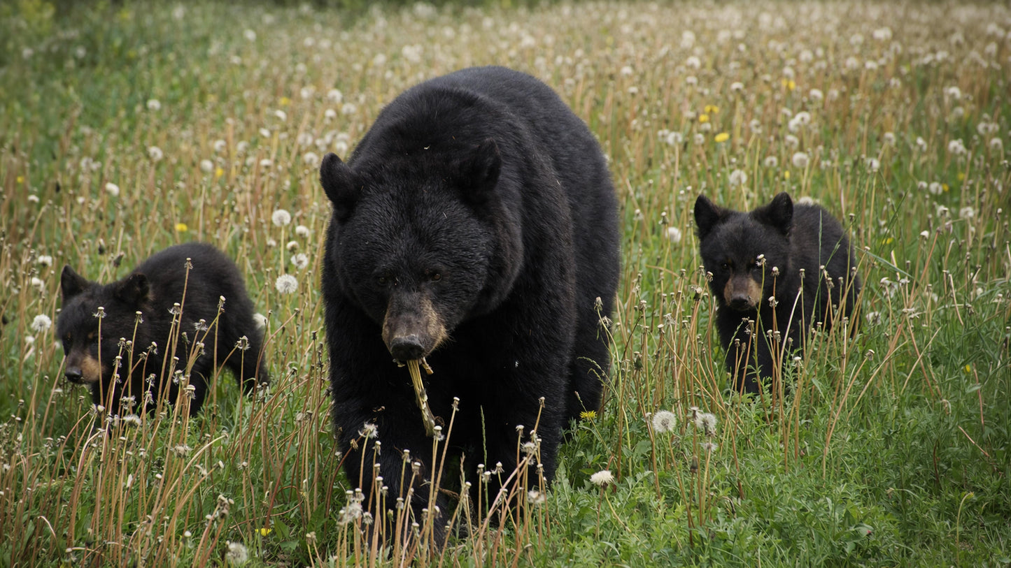 The Bears of Banff & Jasper – 4K Cinematic Desktop Wallpaper Collection (27 Images)