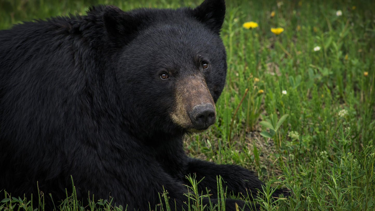 The Bears of Banff & Jasper – 4K Cinematic Desktop Wallpaper Collection (27 Images)