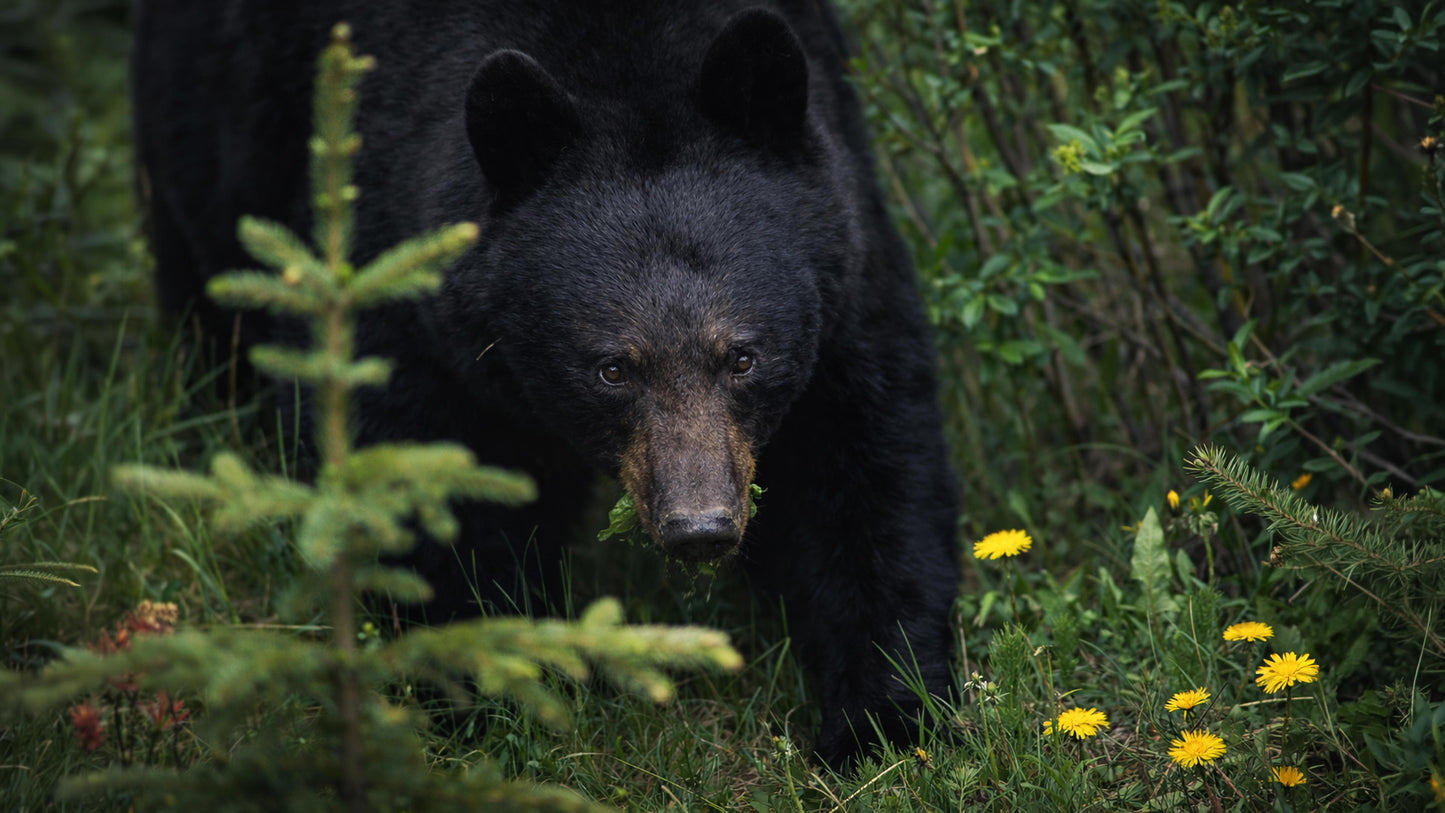 The Bears of Banff & Jasper – 4K Cinematic Desktop Wallpaper Collection (27 Images)