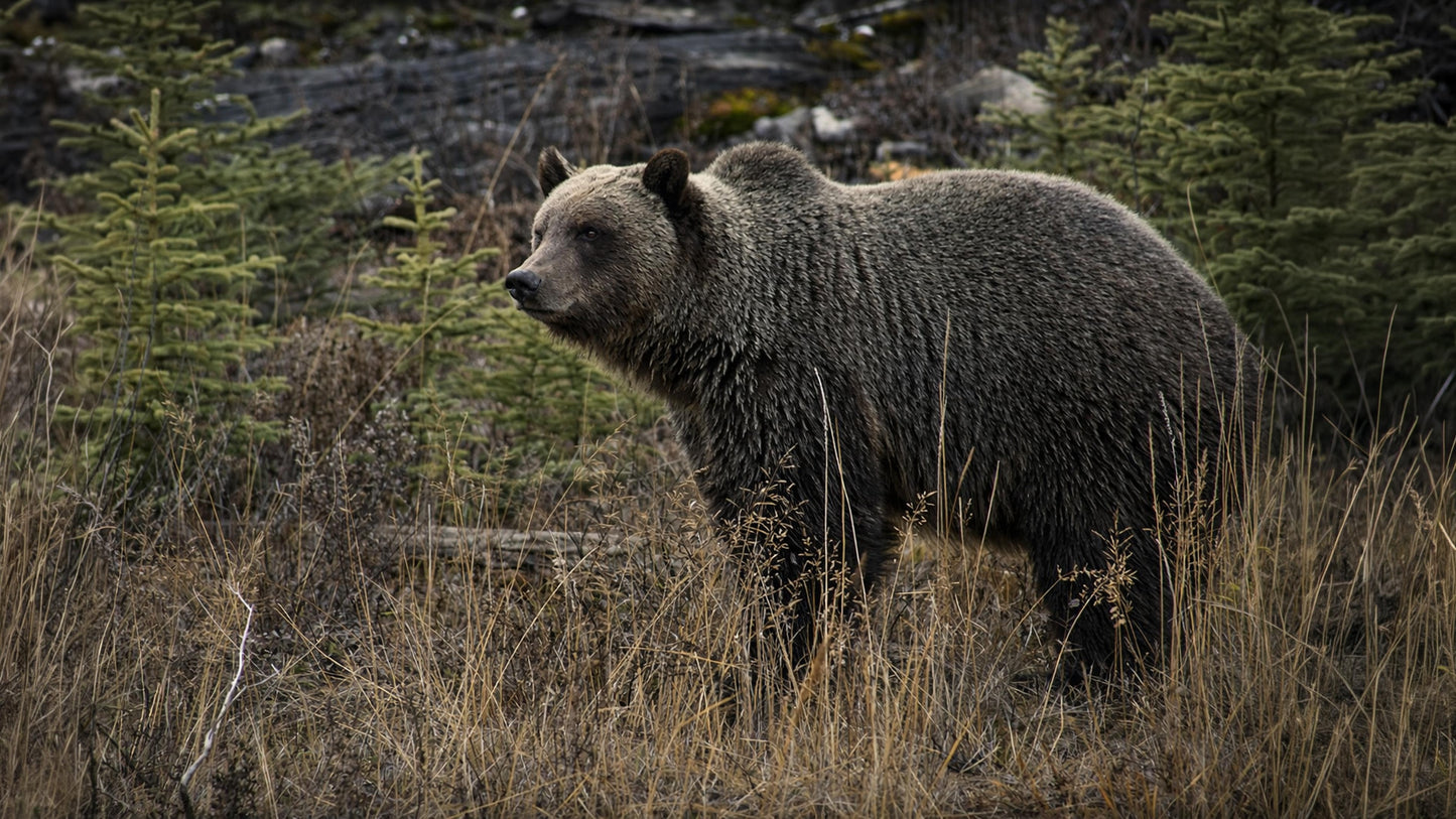 The Bears of Banff & Jasper – 4K Cinematic Desktop Wallpaper Collection (27 Images)