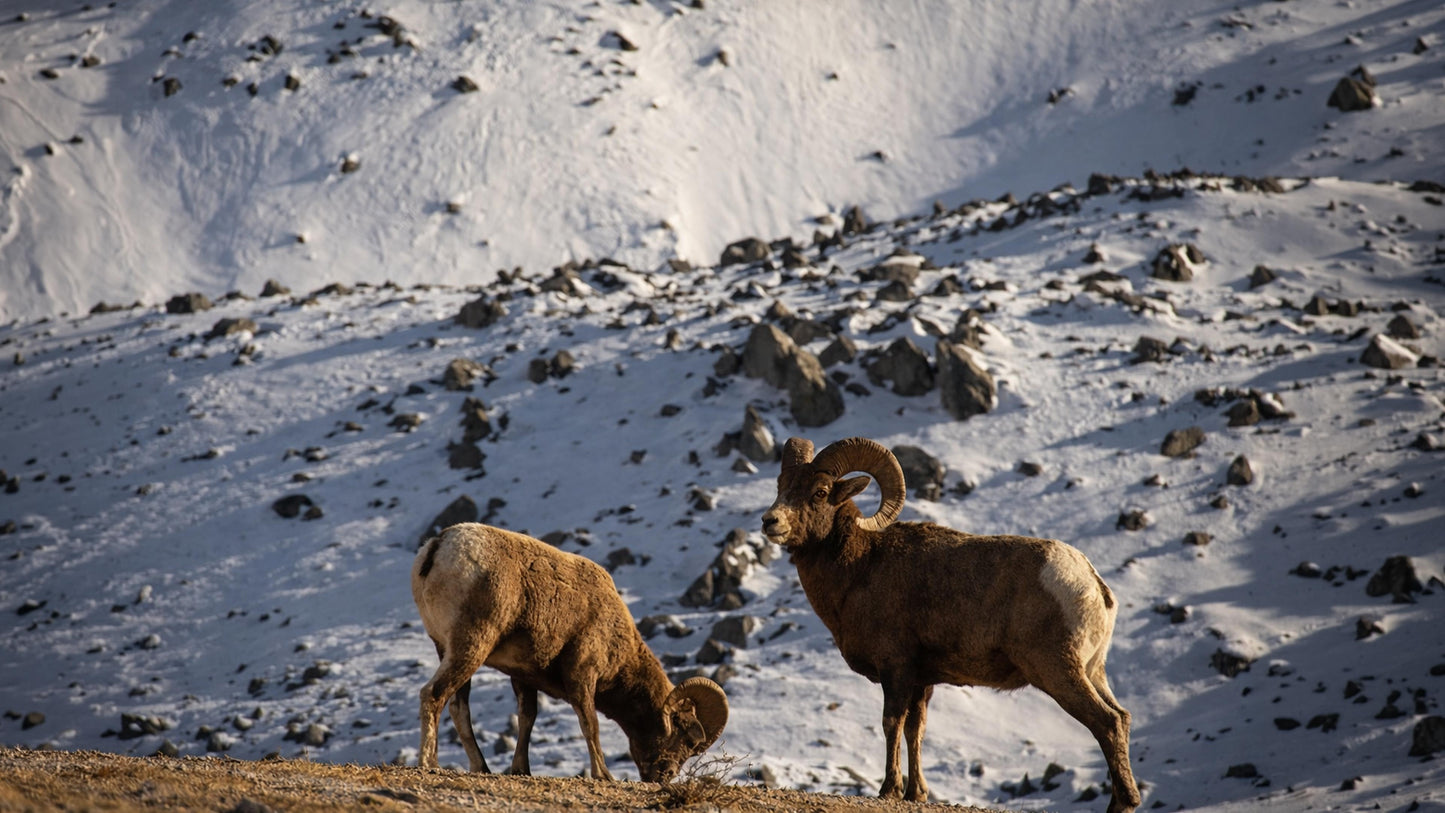 The Bears of Banff & Jasper – 4K Cinematic Desktop Wallpaper Collection (27 Images)