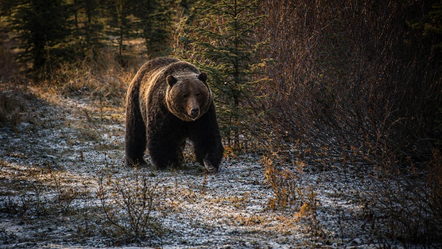 The Bears of Banff & Jasper – 4K Cinematic Desktop Wallpaper Collection (27 Images)